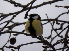 Parus major