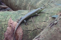 Dasia grisea