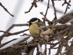 Parus major