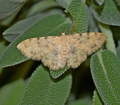 Scopula luridata