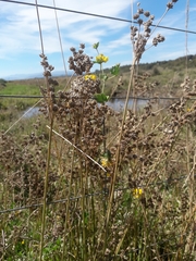 Juncus lomatophyllus