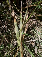 Juncus lomatophyllus