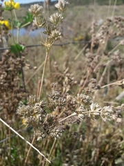 Juncus lomatophyllus