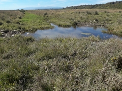 Juncus lomatophyllus