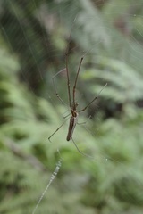 Tetragnatha demissa