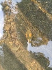 Clinotarsus curtipes