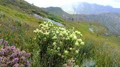 Brunia sphaerocephala