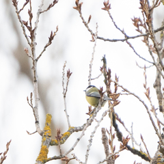 Parus major