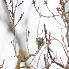 Parus major