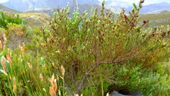 Cyclopia meyeriana