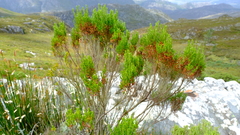 Erica triflora