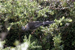 Anthochaera paradoxa