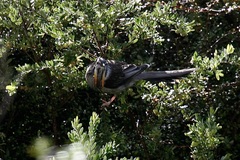 Anthochaera paradoxa