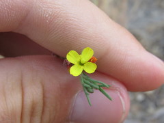 Camissonia strigulosa