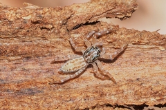 Adoxotoma nodosa