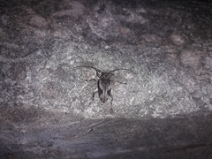 Aegomorphus jaspideus