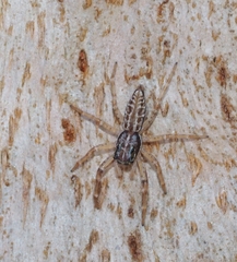 Adoxotoma nodosa