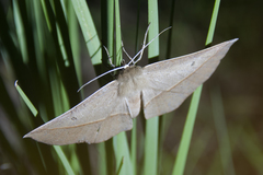 Phallaria ophiusaria