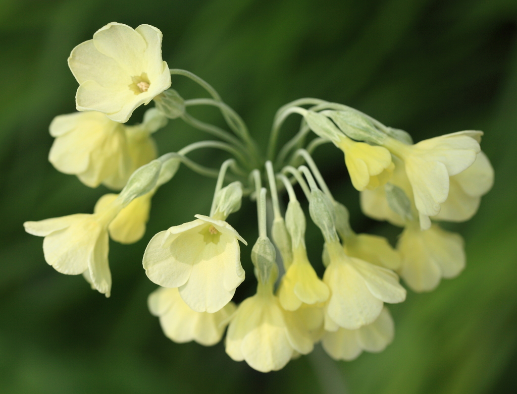 Sikkim Cowslip