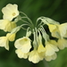 Primula sikkimensis - Photo (c) TANAKA Juuyoh (田中十洋)，保留部份權利CC BY