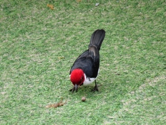 Paroaria gularis