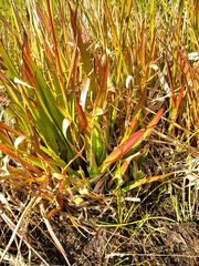 Juncus lomatophyllus