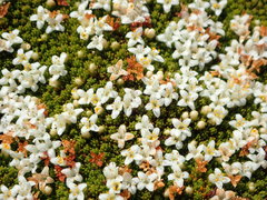 Kelleria childii