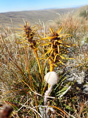 Aciphylla hectori