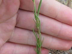 Camissonia strigulosa