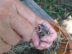 Mimus polyglottos