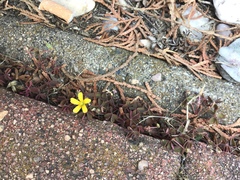 Oxalis corniculata repens
