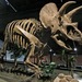 Triceratops horridus - Photo (c) Paul Cooper, algunos derechos reservados (CC BY-NC)