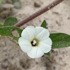 Ipomoea chloroneura
