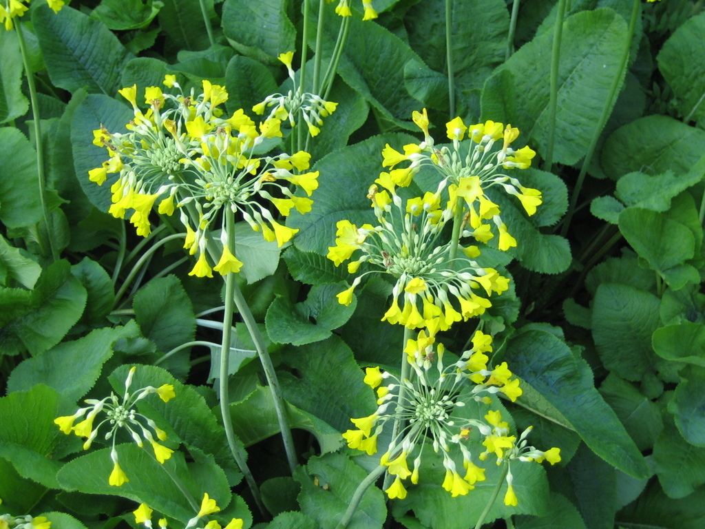 Tibetan Cowslip