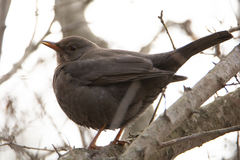 Turdus merula