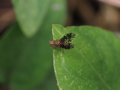 Homoneura trypetoptera