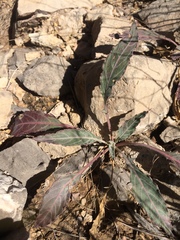 Oenothera brachycarpa