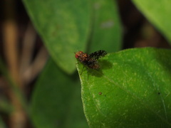 Homoneura trypetoptera