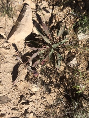 Oenothera brachycarpa