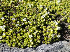Veronica chionohebe
