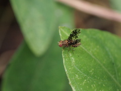 Homoneura trypetoptera