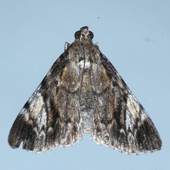 Salma cinerascens