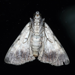 Salma cinerascens