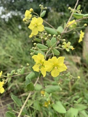 Sphedamnocarpus pruriens pruriens