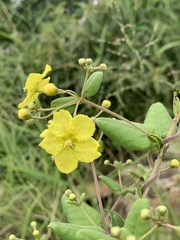 Sphedamnocarpus pruriens pruriens