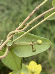 Sphedamnocarpus pruriens pruriens