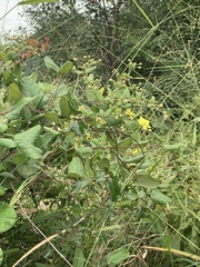 Sphedamnocarpus pruriens pruriens