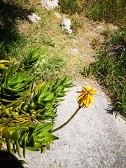 Aloiampelos commixta