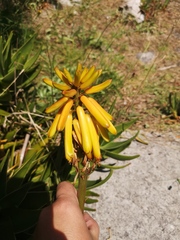 Aloiampelos commixta