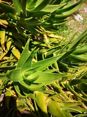 Aloiampelos commixta